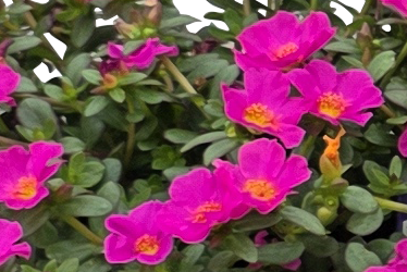 Fuchsia thumb.png